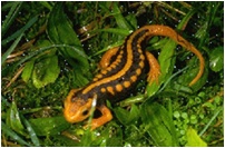 Orange-striped Newt (Tylototriton shanjing)