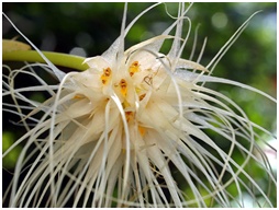 Chiang Dao Orchid