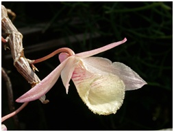 Chiang Dao Orchid