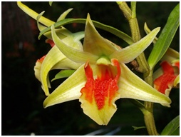 Chiang Dao Orchid