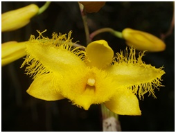 Chiang Dao Orchid