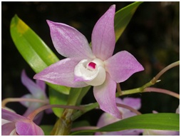 Chiang Dao Orchid