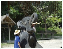 Chiang Dao Elephant Rides