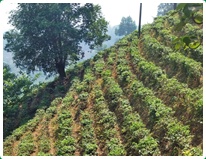 Chiang Dao Area, north of Chiang mai is mountainous